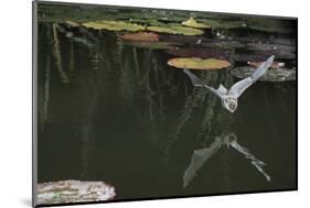 Natterer's Bat (Myotis Nattereri) About to Drink from the Surface of a Lily Pond, Surrey, UK-Kim Taylor-Mounted Photographic Print