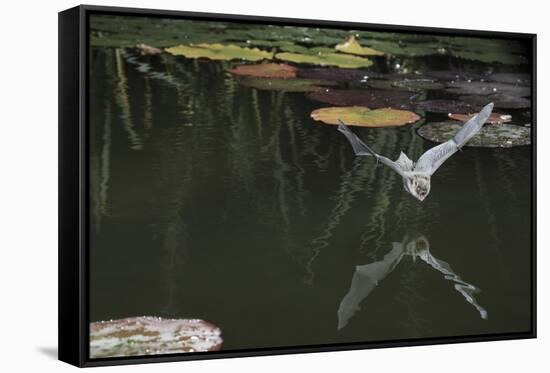 Natterer's Bat (Myotis Nattereri) About to Drink from the Surface of a Lily Pond, Surrey, UK-Kim Taylor-Framed Stretched Canvas