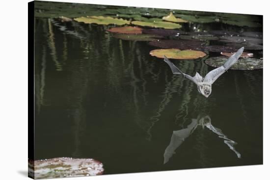 Natterer's Bat (Myotis Nattereri) About to Drink from the Surface of a Lily Pond, Surrey, UK-Kim Taylor-Stretched Canvas