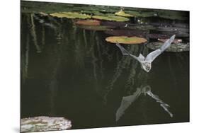 Natterer's Bat (Myotis Nattereri) About to Drink from the Surface of a Lily Pond, Surrey, UK-Kim Taylor-Mounted Photographic Print
