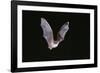 Nattereros Bat in Flight-null-Framed Photographic Print