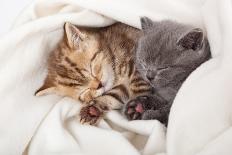 Two Little Funny Scottish Fold Kittens. Isolated On A White Background-natulrich-Stretched Canvas