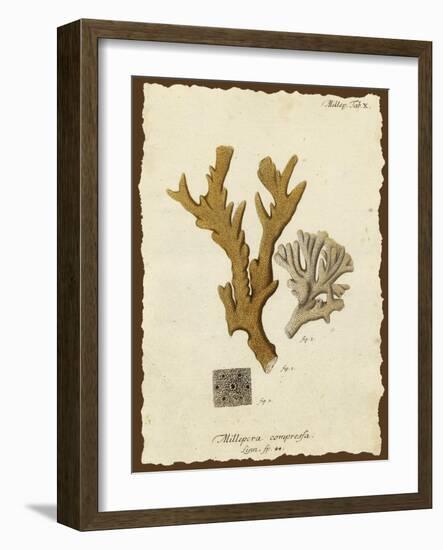 Natura Coral I-Johann Esper-Framed Art Print