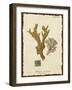 Natura Coral I-Johann Esper-Framed Art Print