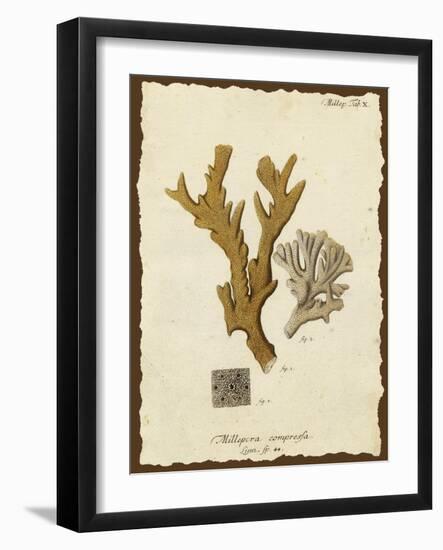 Natura Coral I-Johann Esper-Framed Art Print