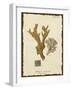 Natura Coral I-Johann Esper-Framed Art Print