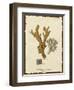 Natura Coral I-Johann Esper-Framed Art Print