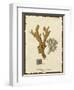 Natura Coral I-Johann Esper-Framed Art Print