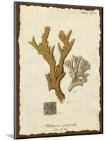 Natura Coral I-Johann Esper-Mounted Art Print