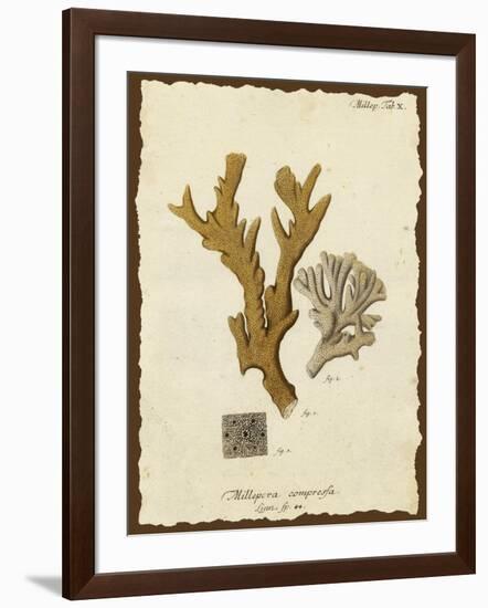 Natura Coral I-Johann Esper-Framed Art Print