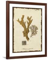 Natura Coral I-Johann Esper-Framed Art Print