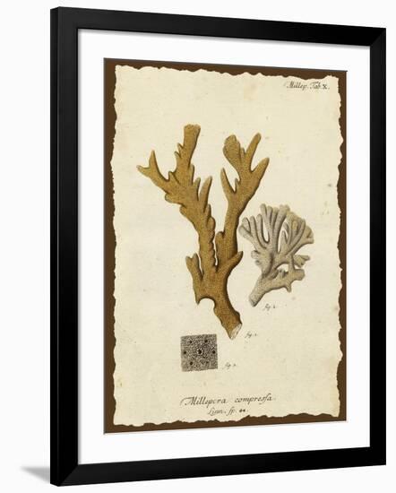 Natura Coral I-Johann Esper-Framed Art Print