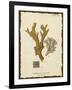 Natura Coral I-Johann Esper-Framed Art Print