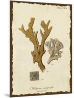 Natura Coral I-Johann Esper-Mounted Art Print