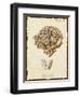 Natura Coral II-Johann Esper-Framed Art Print