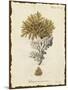 Natura Coral III-Johann Esper-Mounted Art Print