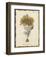 Natura Coral III-Johann Esper-Framed Art Print