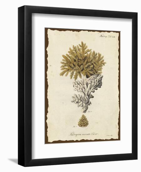 Natura Coral III-Johann Esper-Framed Art Print