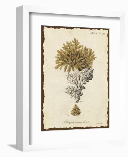 Natura Coral III-Johann Esper-Framed Art Print