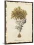 Natura Coral III-Johann Esper-Mounted Art Print