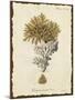 Natura Coral III-Johann Esper-Mounted Art Print