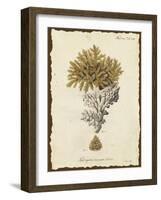 Natura Coral III-Johann Esper-Framed Art Print