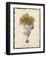 Natura Coral III-Johann Esper-Framed Art Print