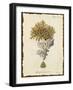 Natura Coral III-Johann Esper-Framed Art Print