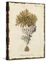 Natura Coral III-Johann Esper-Stretched Canvas