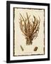 Natura Coral V-Johann Esper-Framed Art Print