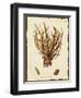 Natura Coral V-Johann Esper-Framed Art Print