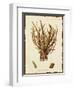 Natura Coral V-Johann Esper-Framed Art Print