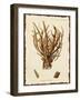 Natura Coral V-Johann Esper-Framed Art Print