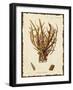 Natura Coral V-Johann Esper-Framed Art Print