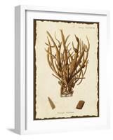 Natura Coral V-Johann Esper-Framed Art Print