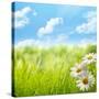 Natural Background with Daisy Flower on Grass-Liang Zhang-Stretched Canvas