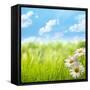 Natural Background with Daisy Flower on Grass-Liang Zhang-Framed Stretched Canvas