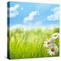 Natural Background with Daisy Flower on Grass-Liang Zhang-Stretched Canvas