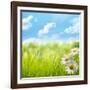 Natural Background with Daisy Flower on Grass-Liang Zhang-Framed Photographic Print