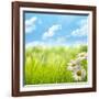 Natural Background with Daisy Flower on Grass-Liang Zhang-Framed Photographic Print