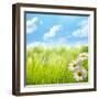 Natural Background with Daisy Flower on Grass-Liang Zhang-Framed Photographic Print