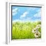 Natural Background with Daisy Flower on Grass-Liang Zhang-Framed Photographic Print