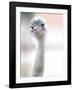 Natural Beauty-Fulvio Pellegrini-Framed Giclee Print