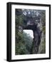 Natural Bridge, Virginia-null-Framed Photographic Print