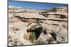 Natural Bridges National Monument, Utah, United States of America, North America-Richard Maschmeyer-Mounted Photographic Print