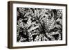 Natural Camouflage-Alan Hausenflock-Framed Photographic Print