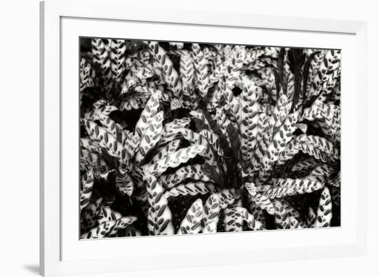 Natural Camouflage-Alan Hausenflock-Framed Photographic Print