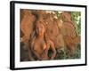 Natural Clay Mermaid and Fish Design, Oaxaca, Mexico-Judith Haden-Framed Photographic Print