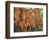 Natural Clay Mermaid and Fish Design, Oaxaca, Mexico-Judith Haden-Framed Photographic Print