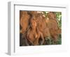 Natural Clay Mermaid and Fish Design, Oaxaca, Mexico-Judith Haden-Framed Photographic Print